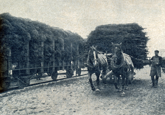 sz-09-10-s.-315_-weihnachtsbaume-verkehr sz-09-10-s.-315_-weihnachtsbaume-verkehr