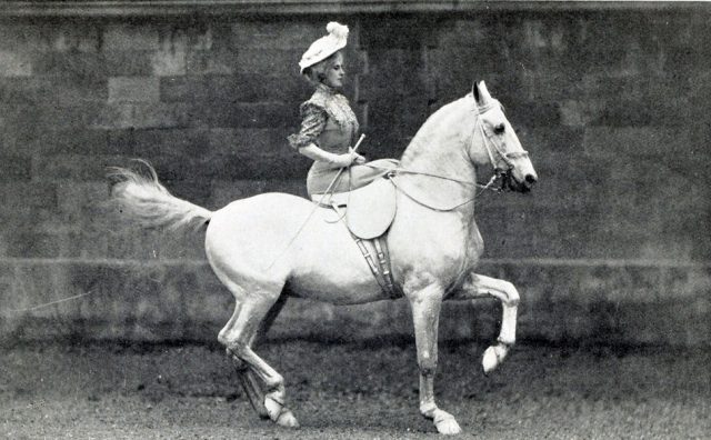 img_1245-elisa-renz-piaffe