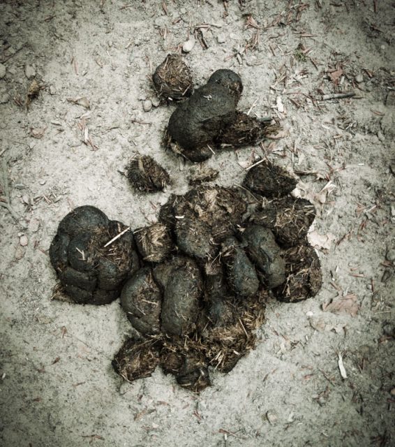 dsc02490-opt-2 dsc02490-opt-2